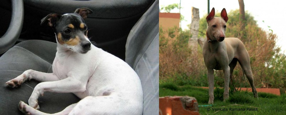 Jonangi vs Chilean Fox Terrier - Breed Comparison