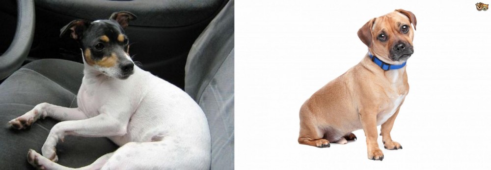 Jug vs Chilean Fox Terrier - Breed Comparison