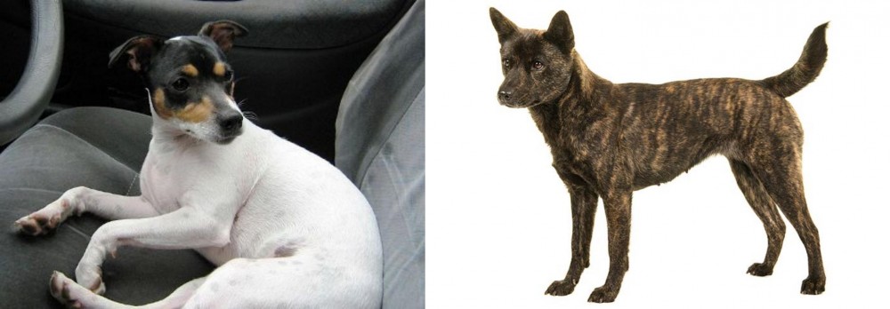 Kai Ken vs Chilean Fox Terrier - Breed Comparison