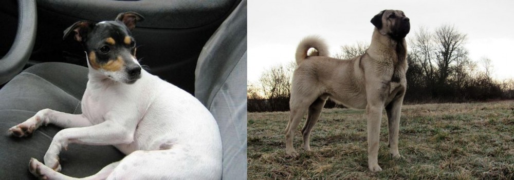 Kangal Dog vs Chilean Fox Terrier - Breed Comparison