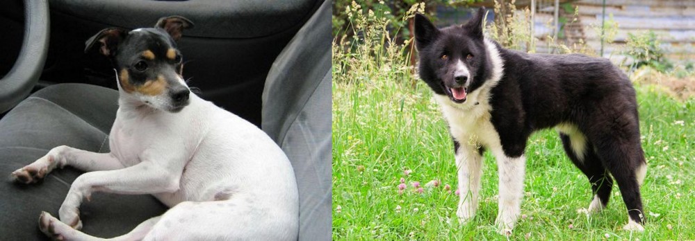 Karelian Bear Dog vs Chilean Fox Terrier - Breed Comparison