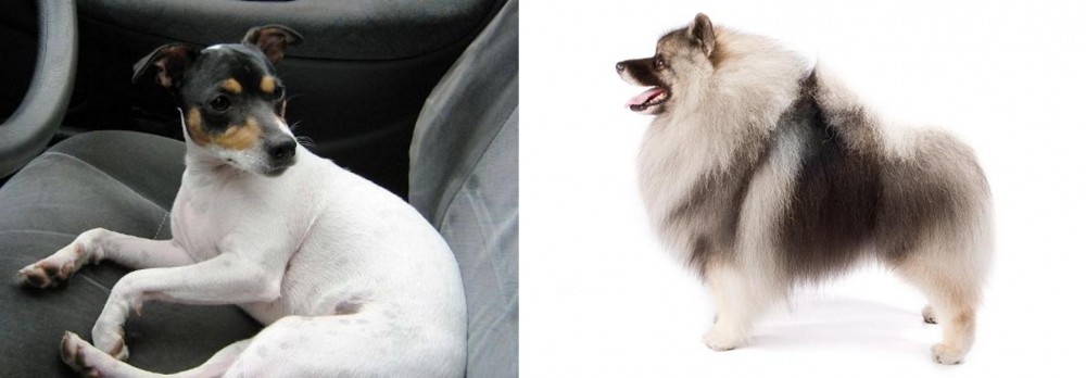Keeshond vs Chilean Fox Terrier - Breed Comparison