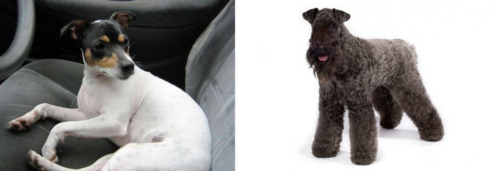 Kerry Blue Terrier vs Chilean Fox Terrier - Breed Comparison