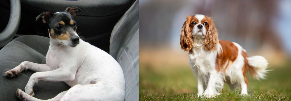 King Charles Spaniel vs Chilean Fox Terrier - Breed Comparison