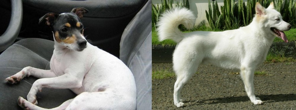 Kintamani vs Chilean Fox Terrier - Breed Comparison
