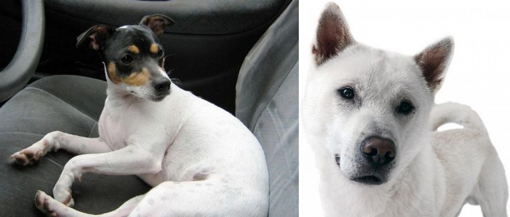 Kishu vs Chilean Fox Terrier - Breed Comparison