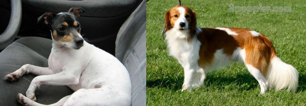 Kooikerhondje vs Chilean Fox Terrier - Breed Comparison