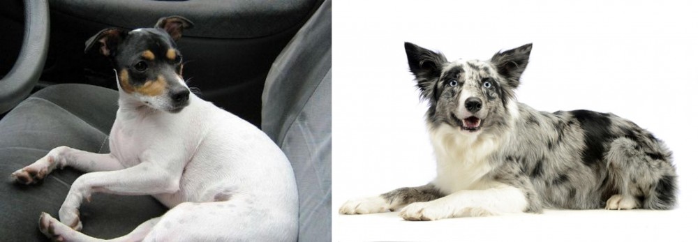 Koolie vs Chilean Fox Terrier - Breed Comparison