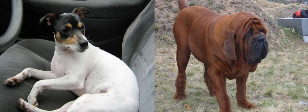 Korean Mastiff vs Chilean Fox Terrier - Breed Comparison