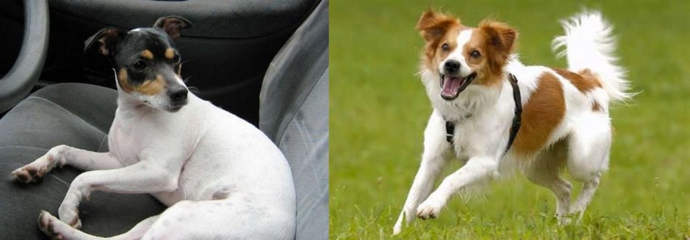 Kromfohrlander vs Chilean Fox Terrier - Breed Comparison