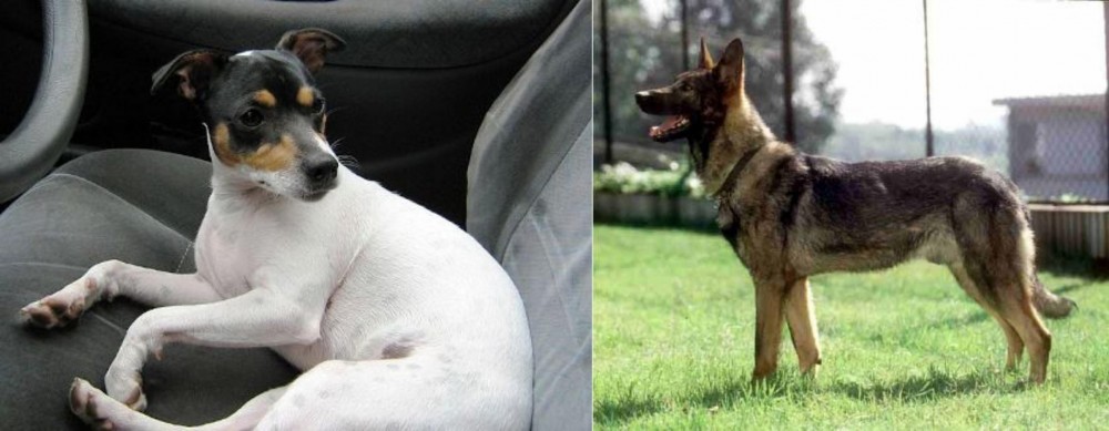 Kunming Dog vs Chilean Fox Terrier - Breed Comparison