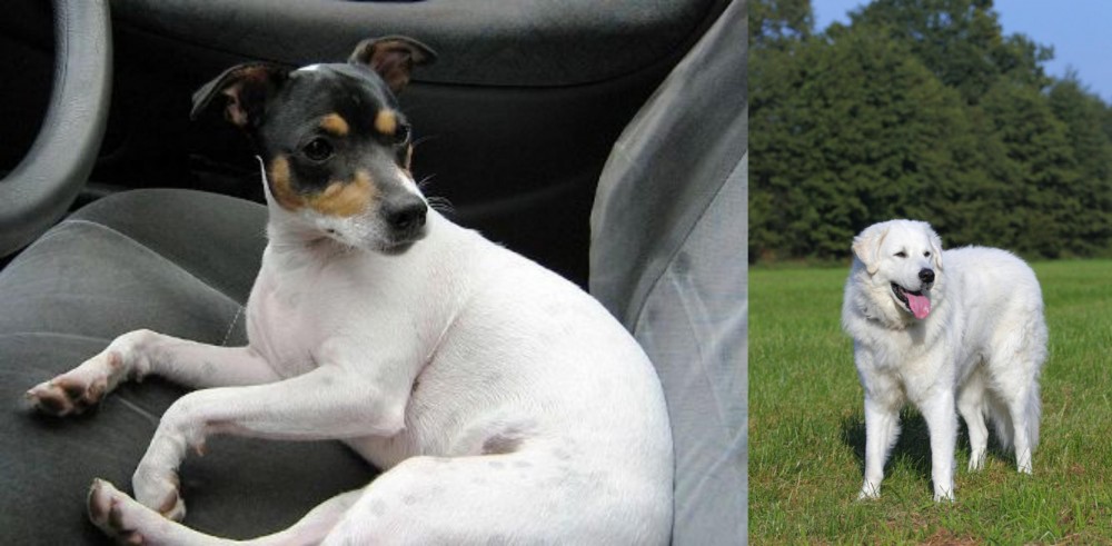 Kuvasz vs Chilean Fox Terrier - Breed Comparison