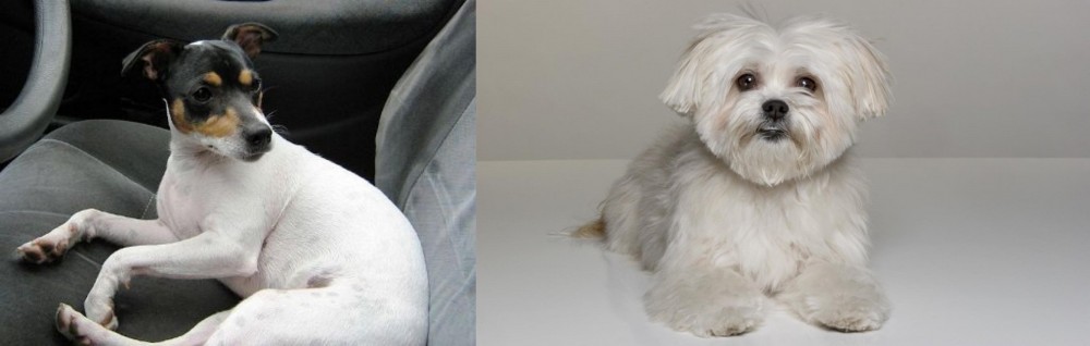 Kyi-Leo vs Chilean Fox Terrier - Breed Comparison