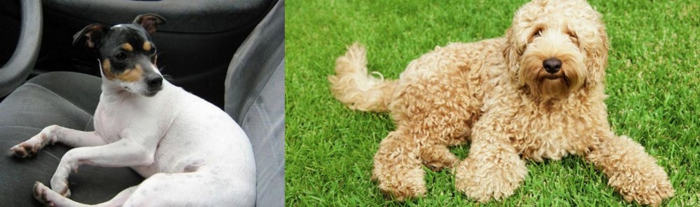 Labradoodle vs Chilean Fox Terrier - Breed Comparison