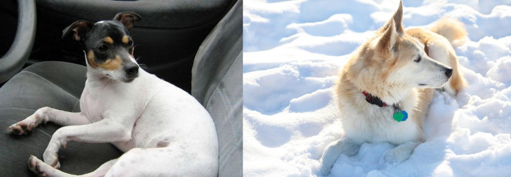 Labrador Husky vs Chilean Fox Terrier - Breed Comparison