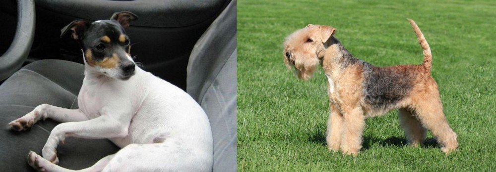 Lakeland Terrier vs Chilean Fox Terrier - Breed Comparison