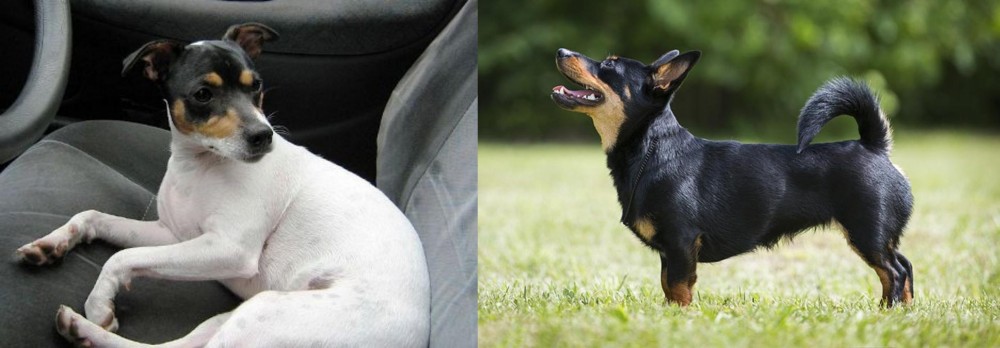 Lancashire Heeler vs Chilean Fox Terrier - Breed Comparison