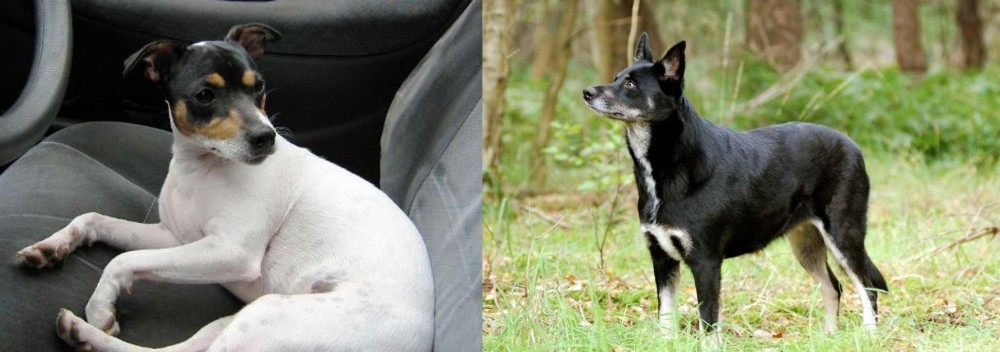 Lapponian Herder vs Chilean Fox Terrier - Breed Comparison