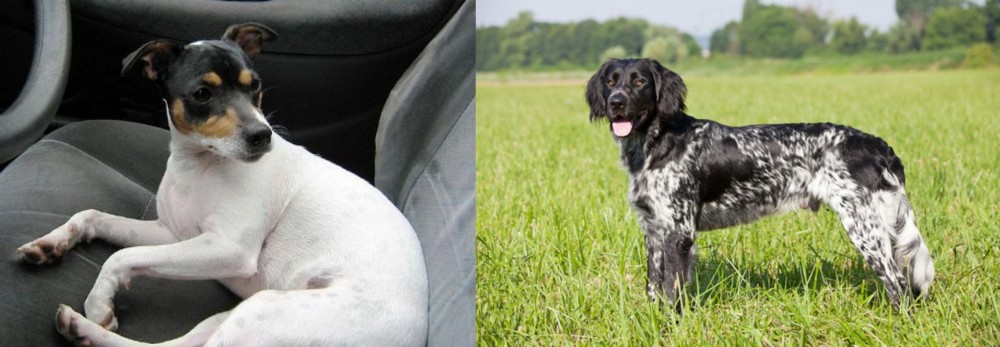 Large Munsterlander vs Chilean Fox Terrier - Breed Comparison