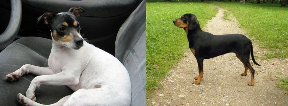 Latvian Hound vs Chilean Fox Terrier - Breed Comparison