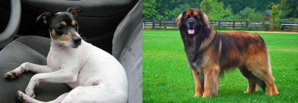 Leonberger vs Chilean Fox Terrier - Breed Comparison