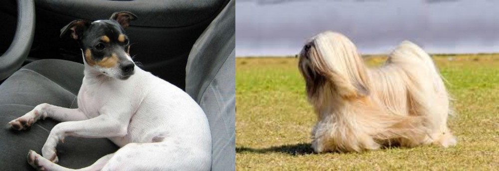 Lhasa Apso vs Chilean Fox Terrier - Breed Comparison