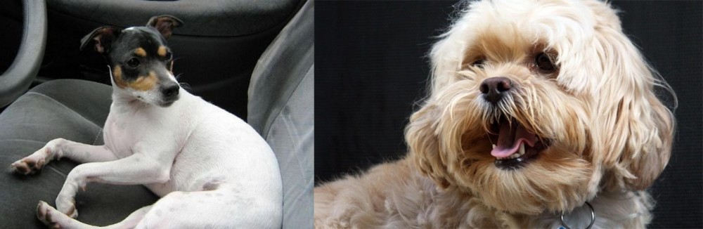 Lhasapoo vs Chilean Fox Terrier - Breed Comparison