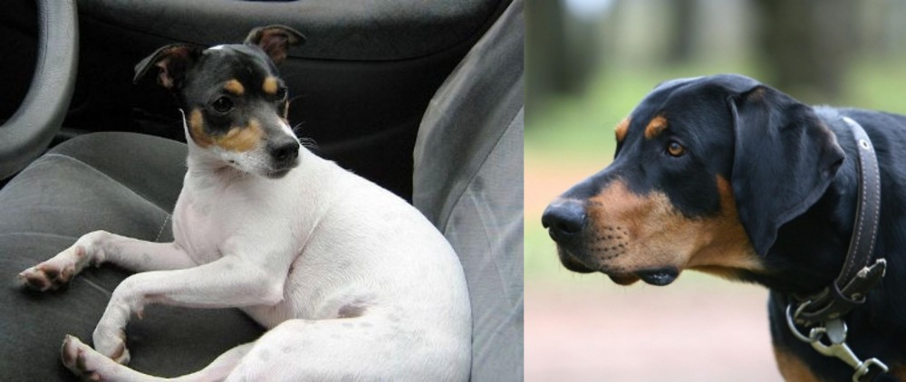 Lithuanian Hound vs Chilean Fox Terrier - Breed Comparison