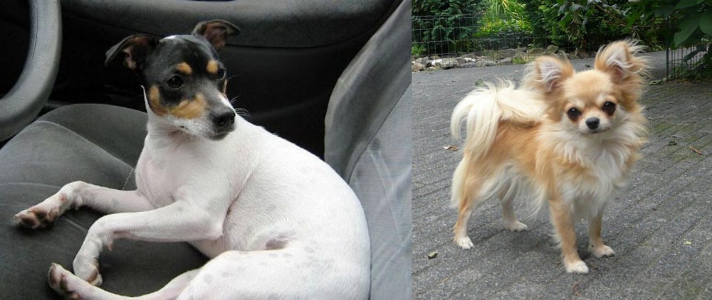 Long Haired Chihuahua vs Chilean Fox Terrier - Breed Comparison