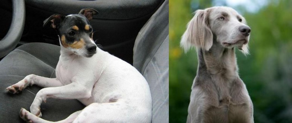 Longhaired Weimaraner vs Chilean Fox Terrier - Breed Comparison