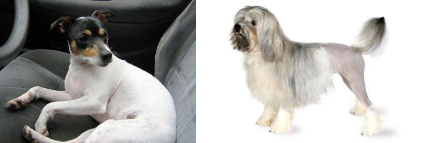 Lowchen vs Chilean Fox Terrier - Breed Comparison