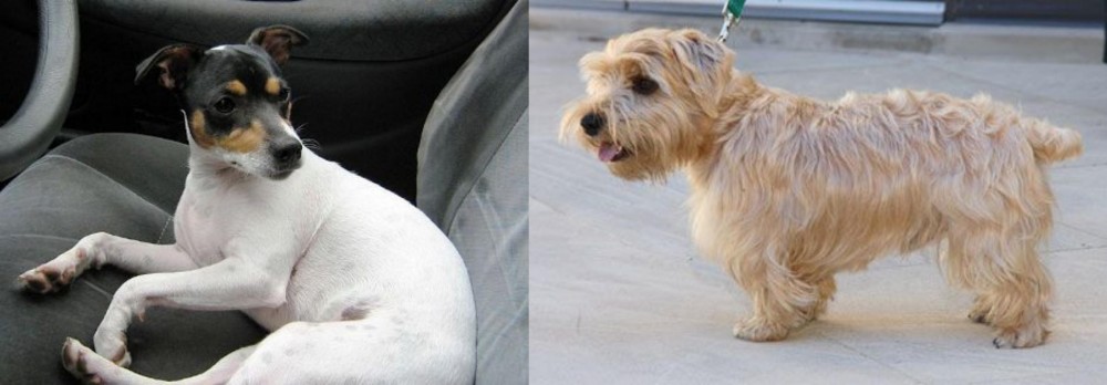 Lucas Terrier vs Chilean Fox Terrier - Breed Comparison