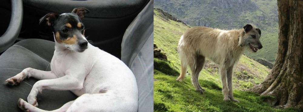 Lurcher vs Chilean Fox Terrier - Breed Comparison