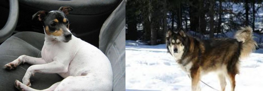 Mackenzie River Husky vs Chilean Fox Terrier - Breed Comparison