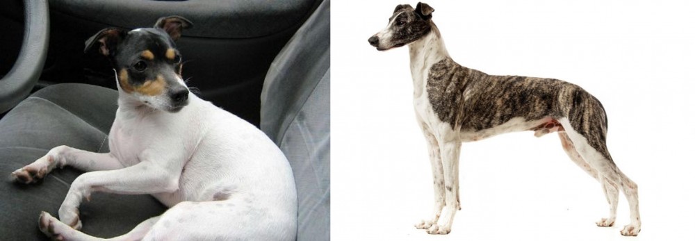 Magyar Agar vs Chilean Fox Terrier - Breed Comparison
