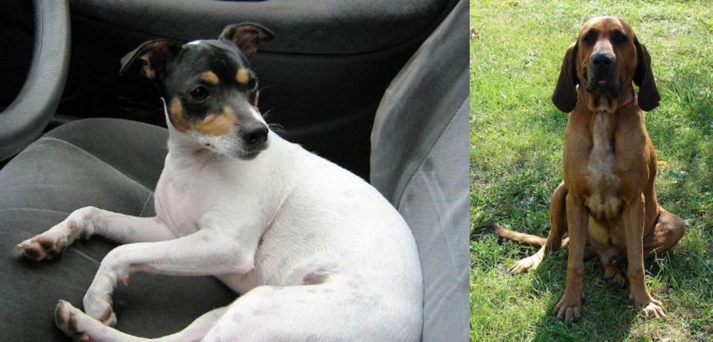 Majestic Tree Hound vs Chilean Fox Terrier - Breed Comparison