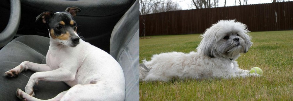 Mal-Shi vs Chilean Fox Terrier - Breed Comparison