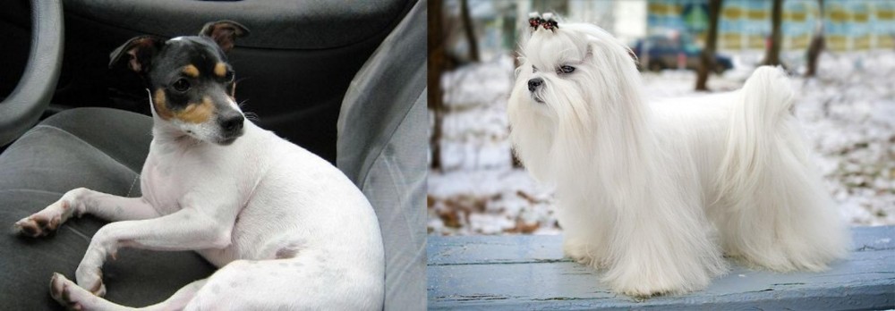 Maltese vs Chilean Fox Terrier - Breed Comparison