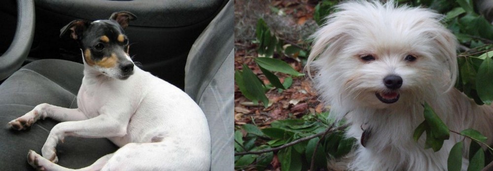 Malti-Pom vs Chilean Fox Terrier - Breed Comparison
