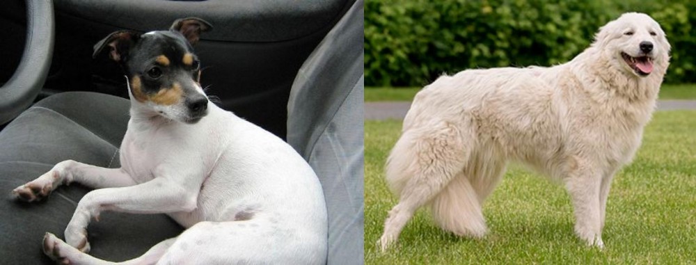 Maremma Sheepdog vs Chilean Fox Terrier - Breed Comparison