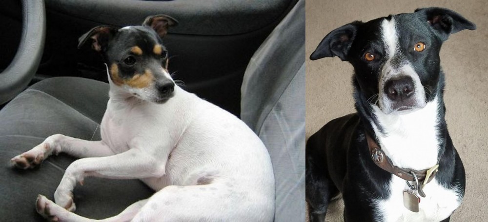 McNab vs Chilean Fox Terrier - Breed Comparison