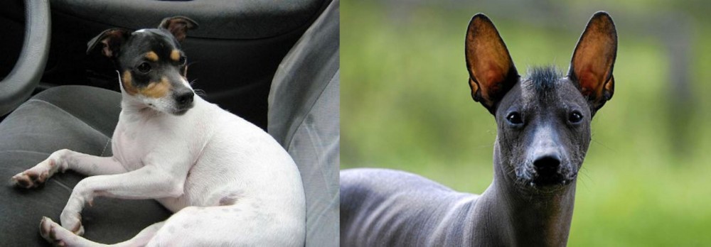 Mexican Hairless vs Chilean Fox Terrier - Breed Comparison