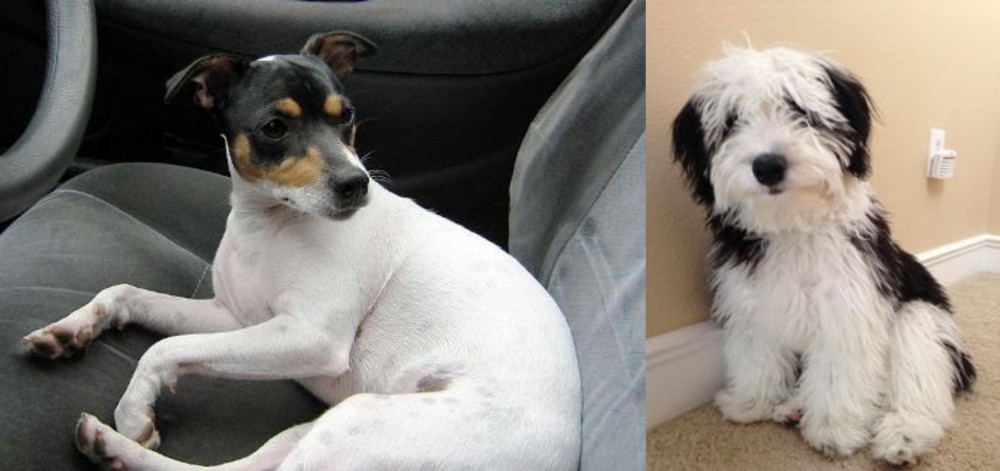 Mini Sheepadoodles vs Chilean Fox Terrier - Breed Comparison