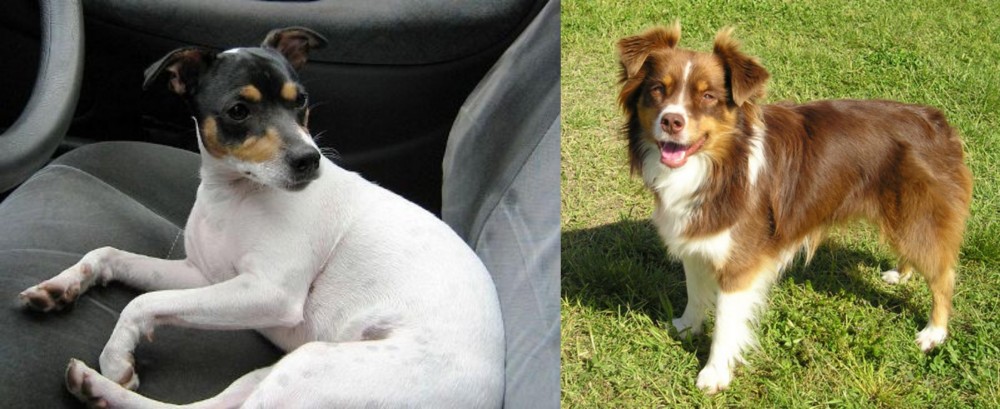Miniature Australian Shepherd vs Chilean Fox Terrier - Breed Comparison