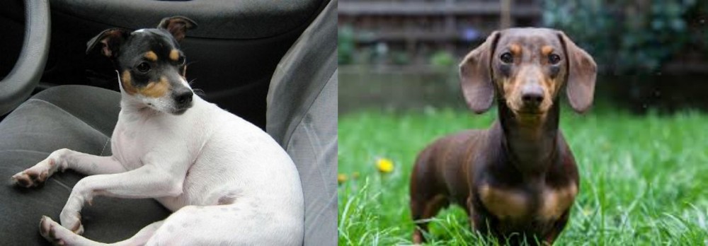 Miniature Dachshund vs Chilean Fox Terrier - Breed Comparison