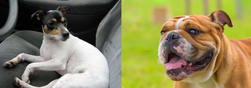 Miniature English Bulldog vs Chilean Fox Terrier - Breed Comparison