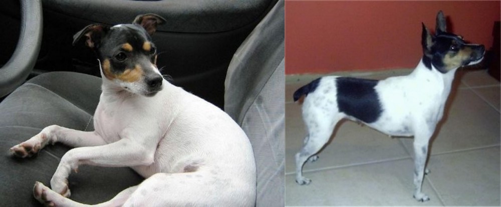 Miniature Fox Terrier vs Chilean Fox Terrier - Breed Comparison