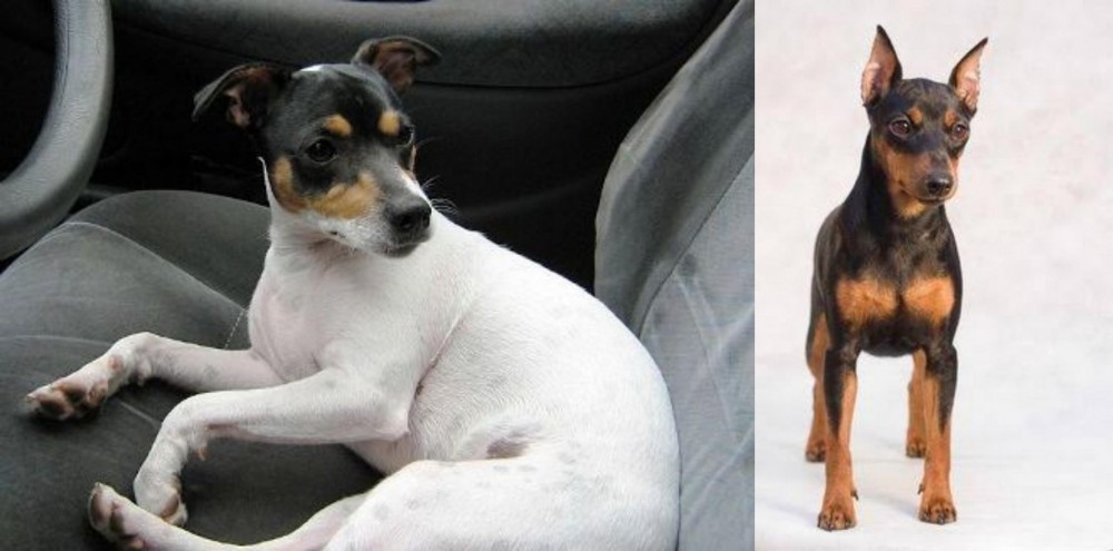 Miniature Pinscher vs Chilean Fox Terrier - Breed Comparison