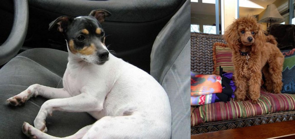 Miniature Poodle vs Chilean Fox Terrier - Breed Comparison