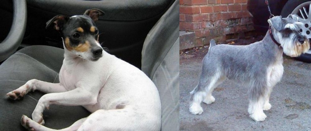 Miniature Schnauzer vs Chilean Fox Terrier - Breed Comparison
